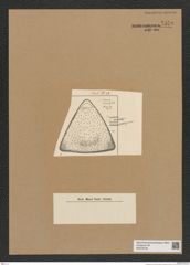 Diatomeae indet. Zeichnungen Sammlung Grunow Nr. 7579 (NHMW-BOT-W0376733)
